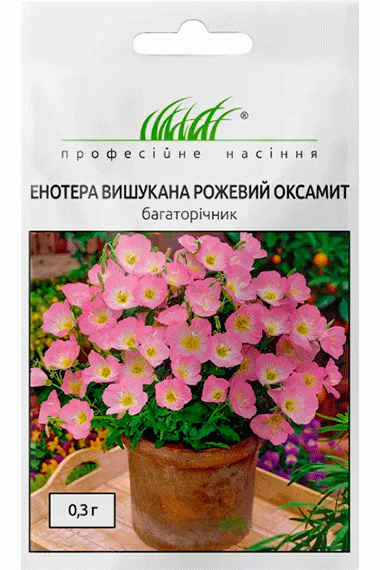Енотера вишукана Рожевий оксамит