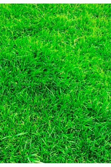 Газон універсальний DLF Seeds 1кг