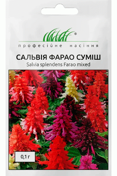 Сальвія блискуча Фарао суміш