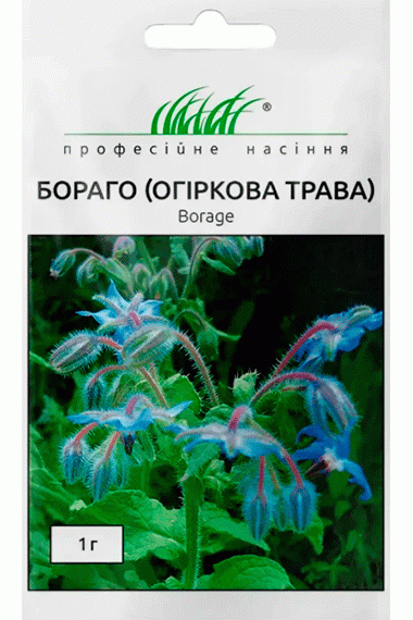 Бораго (огіркова трава) 