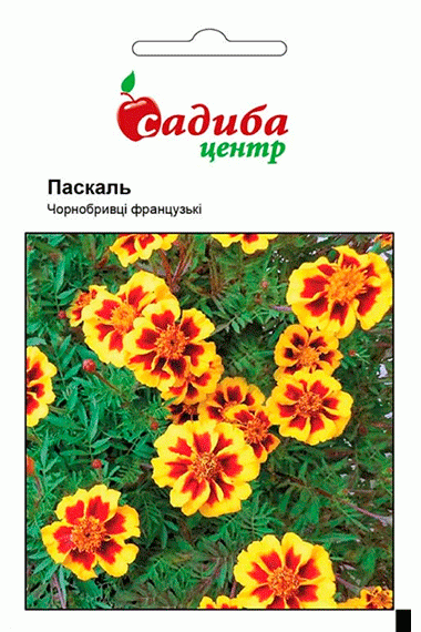 Чорнобривці Паскаль