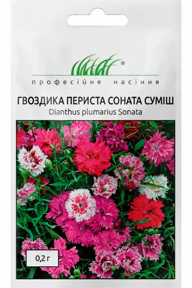 Гвоздика периста Соната