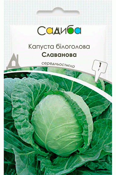 Капуста білоголова Славанова