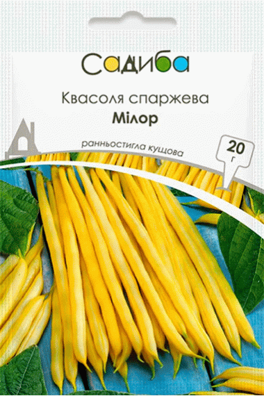 Квасоля спаржева Мілор