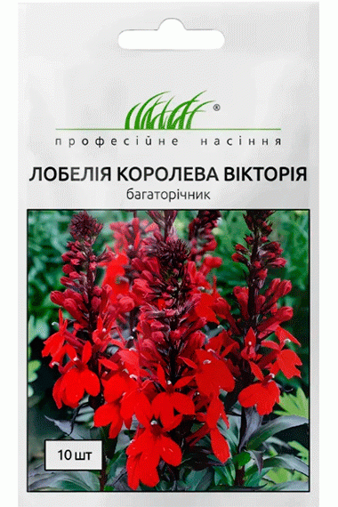 Лобелія Королева Вікторія 
