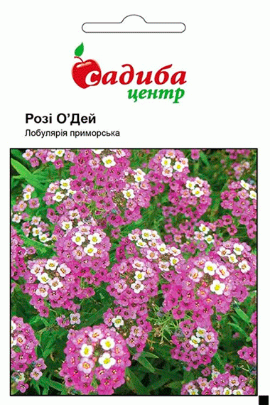 Лобулярія приморська Розі О'Дей