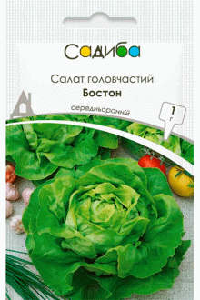 Салат головчастий Бостон (1г)