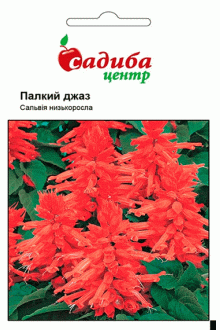 Сальвія Палкий джаз (0.1г)