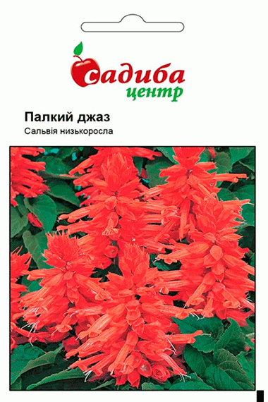 Сальвія Палкий джаз