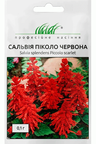 Сальвія блискуча Піколо