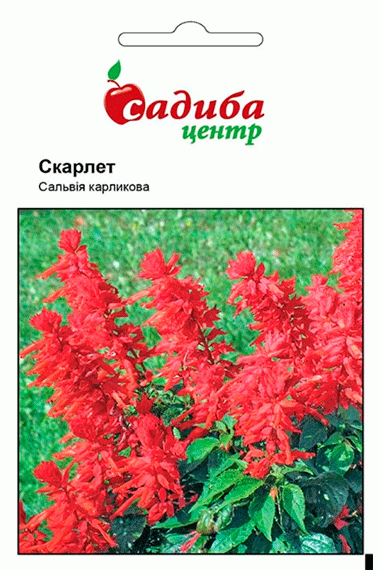 Сальвія Скарлет