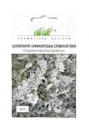 Цинерарія приморська Срібний пил