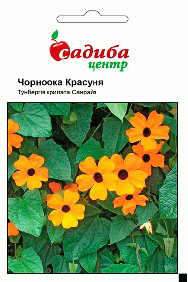Тунбергія Чорноока красуня