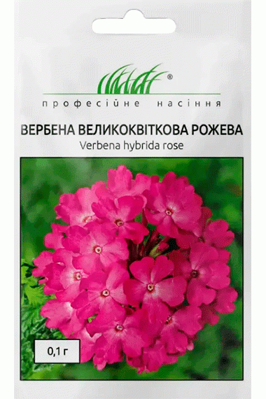Вербена великоквіткова рожева